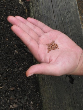 Hand and Seeds for Fall planting