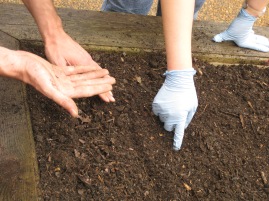 Therapeutic Gardening, Hands, Seeds and Soil