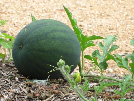 Melons growing in North Carolina. 