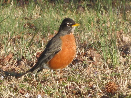 Robin spends Winter in North Carolina