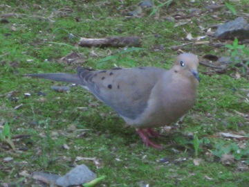 The Mourning Dove's Eyes