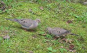 Two Mourning Doves together in backyard grass.