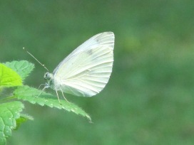 white butterfly, dark spots