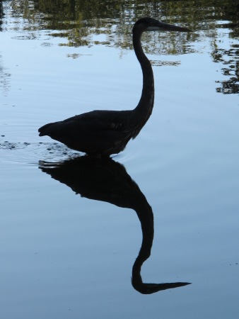 photograph of heron by Michelle, for Green Healing Notes, 2014 early Fall
